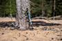Talberg compact pole палки треккинговые_ (зеленый)
