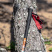 Talberg ranger pole палки треккинговые (коричневый)