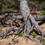 Talberg ranger pole палки треккинговые (коричневый)